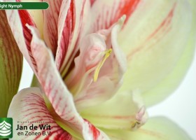 hippeastrum Bright Nymph (3)